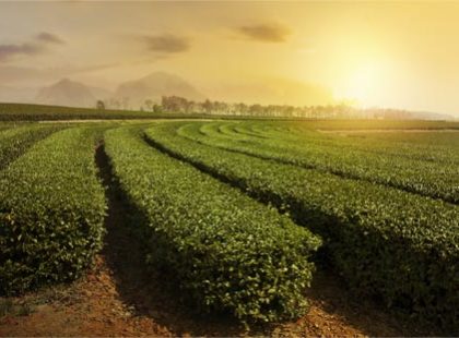 single-service-1 single-service-1